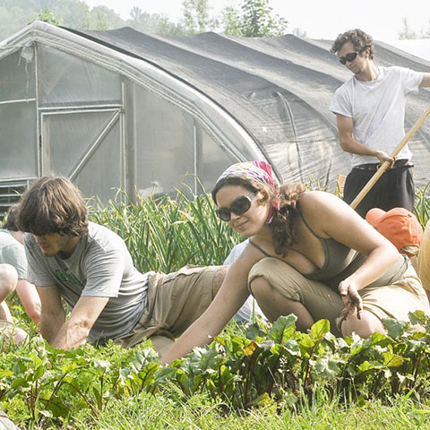 students working in garden