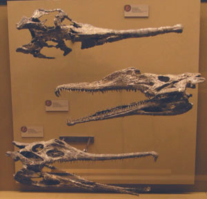 Snyder Phytosaurs