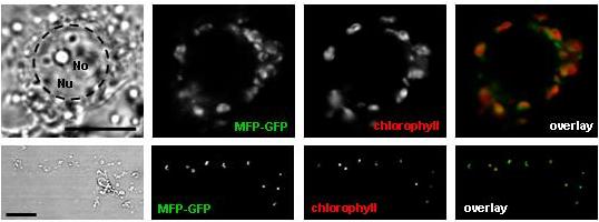 MFP1-GFP localization in Arabidopsis protoplasts