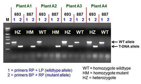 Genotyping PCR