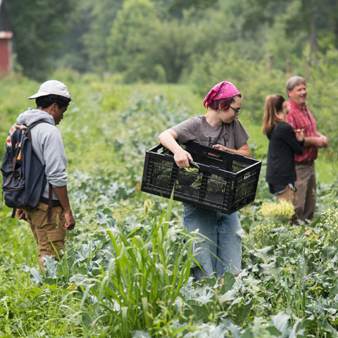 students working in garden