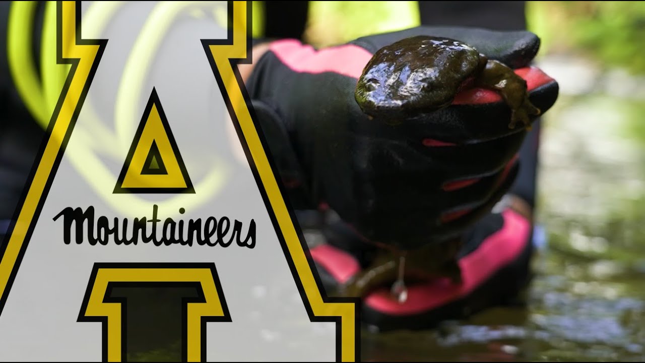 The Hellbender Salamander and Our Mountain Ecosystem Thumbnail preview