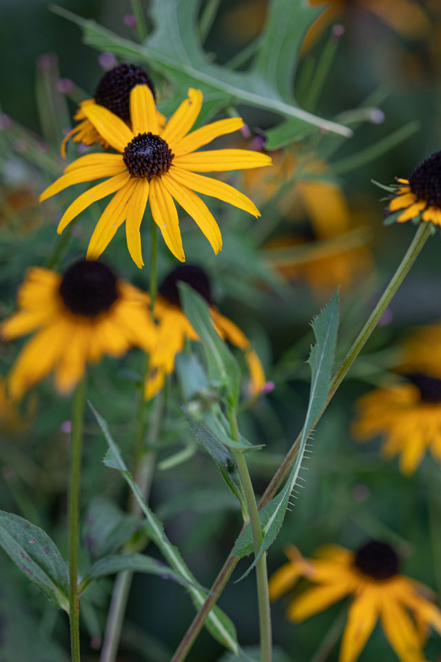 Mobile Background: Flowers