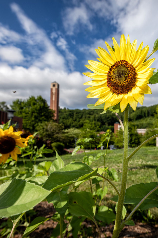 Mobile Background: Campus Sunflower