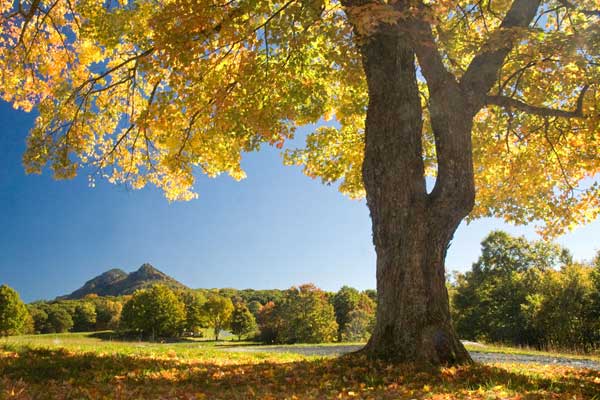 Fall leaves at grandfather mountain