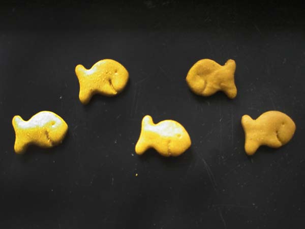 goldfish