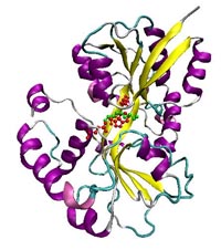 NspS homology model