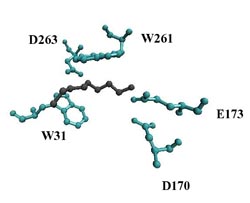Predicted norspermidine binding site of NspS
