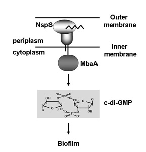 NspS/MbaA pathway