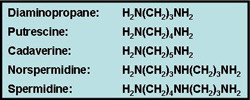 Vibrio cholerae polyamines