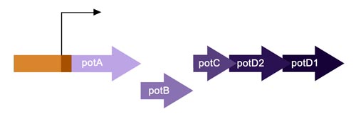 pot operon