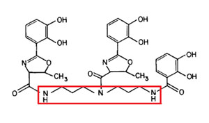 vibriobactin