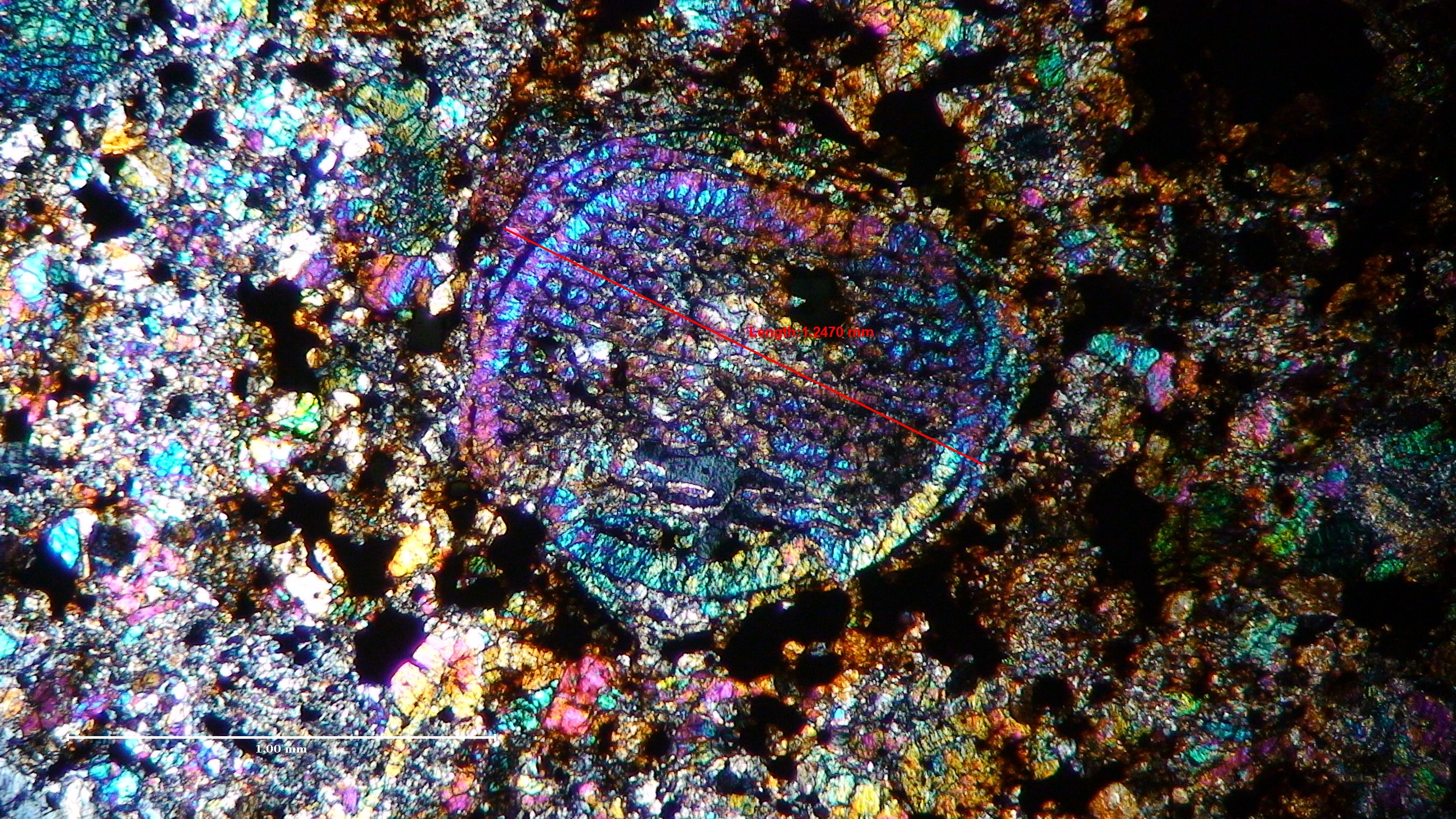 Barred Olivine.jpg