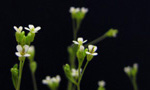 Arabidopsis flowers