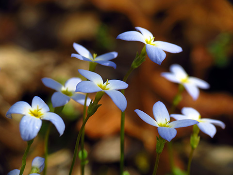 Bluets