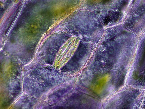 Tradescantia epidermis