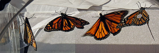 Monarch butterflies