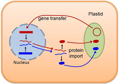 Protein import into chloroplasts