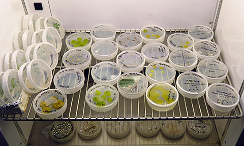 Tissue Culture