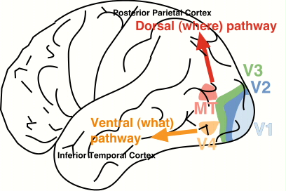 dorsal_ventral_visual_stream