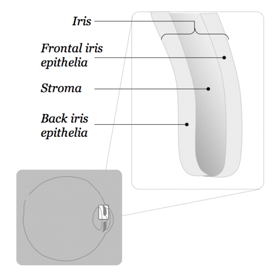 Iris cross-section